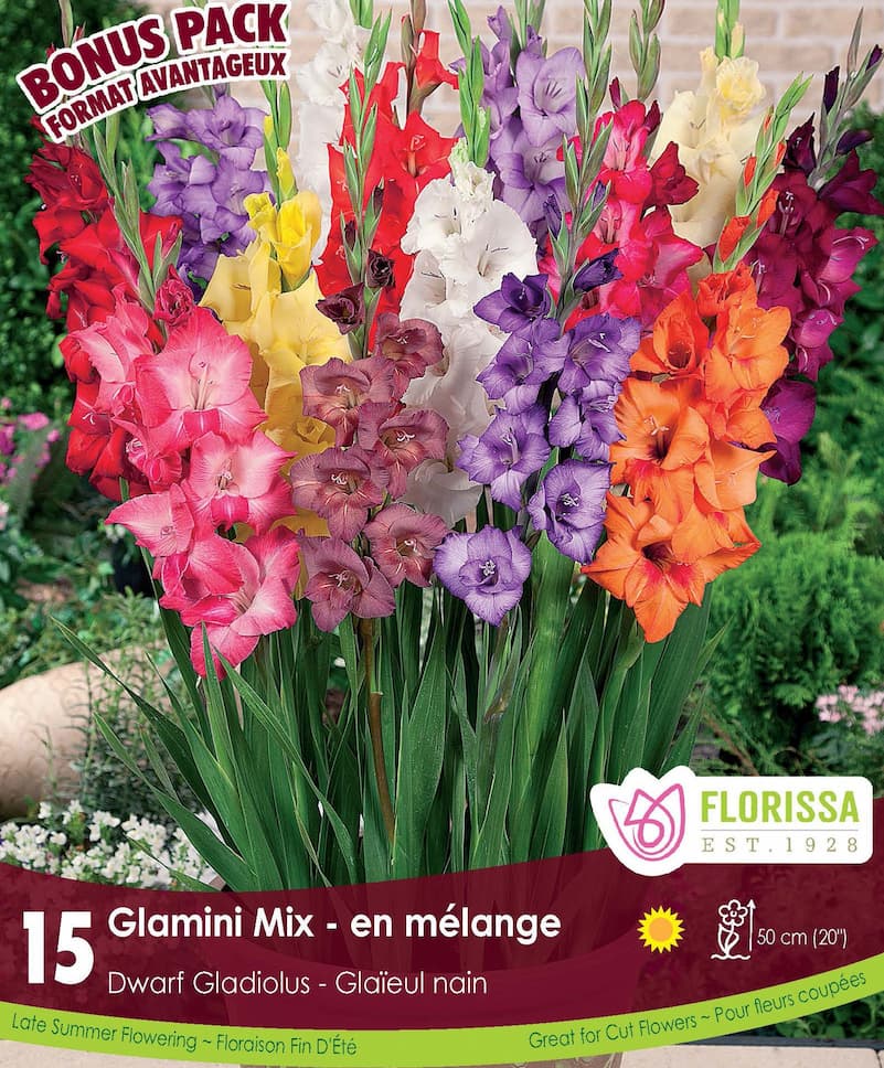 Gladiolus, Dwarf - Glamini Mix, BONUS 10 Pack