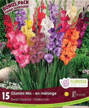 Gladiolus, Dwarf - Glamini Mix, Bounus 15 Pack
