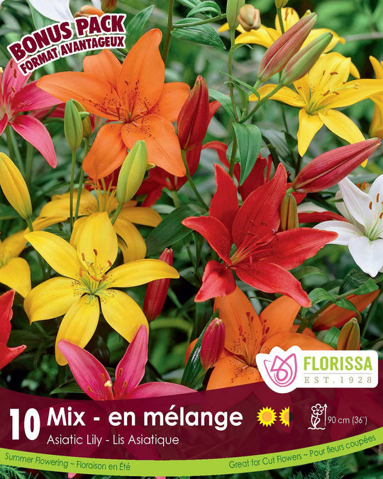 Lily, Asiatic Cut Flower Mix, BONUS 10 Pack