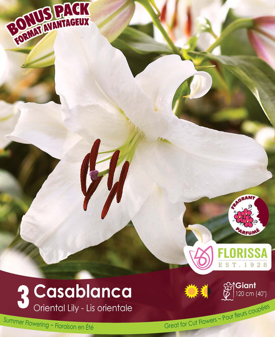 Lily, Oriental - Casablanca, BONUS 3 Pack