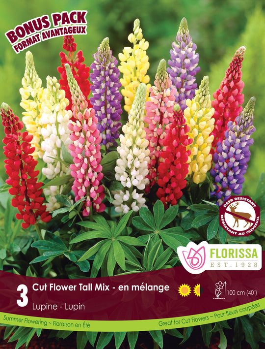 Lupine - Tall Mix, BONUS 3 Pack