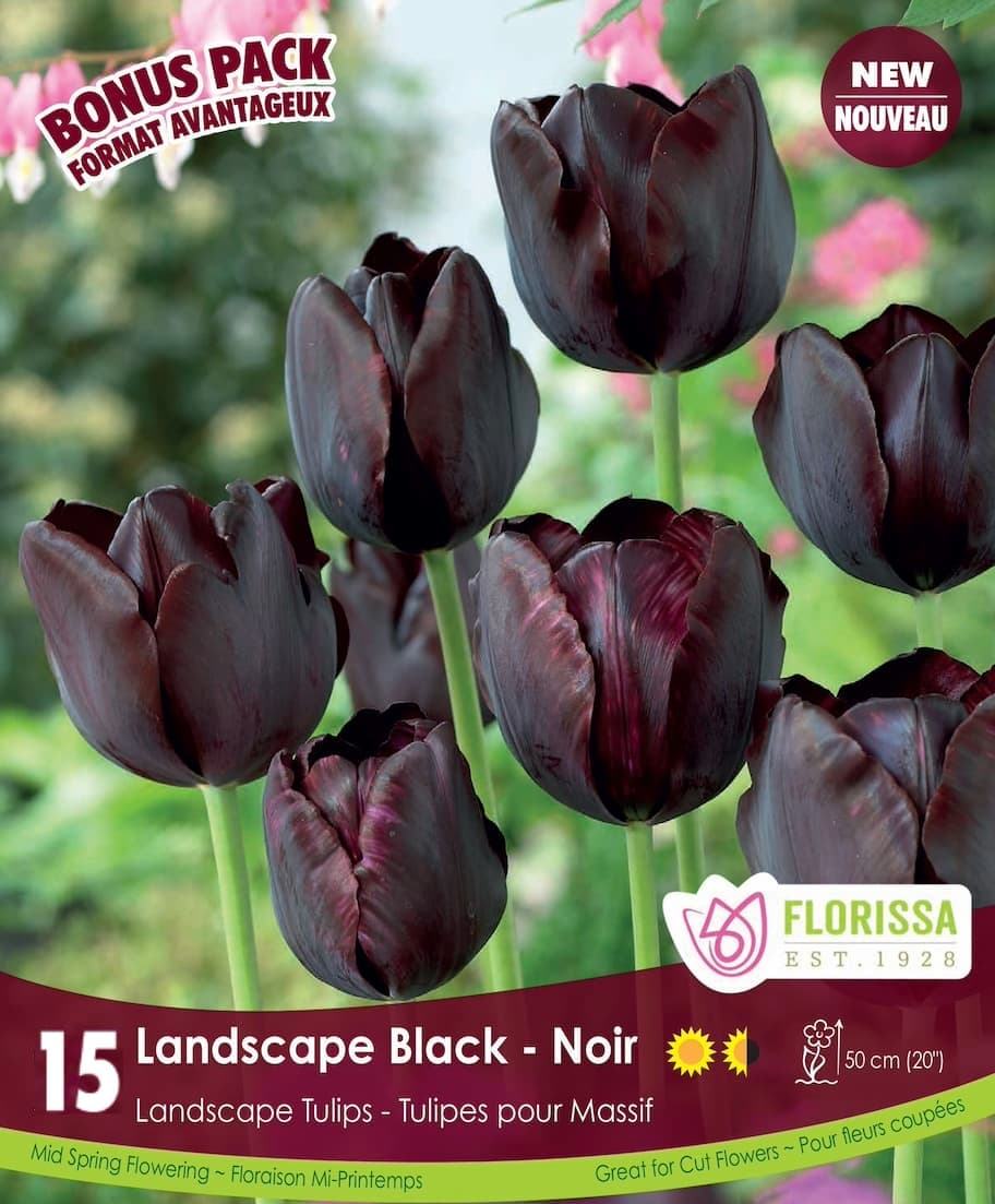 Tulip - Landscape Black, BONUS 20 Pack