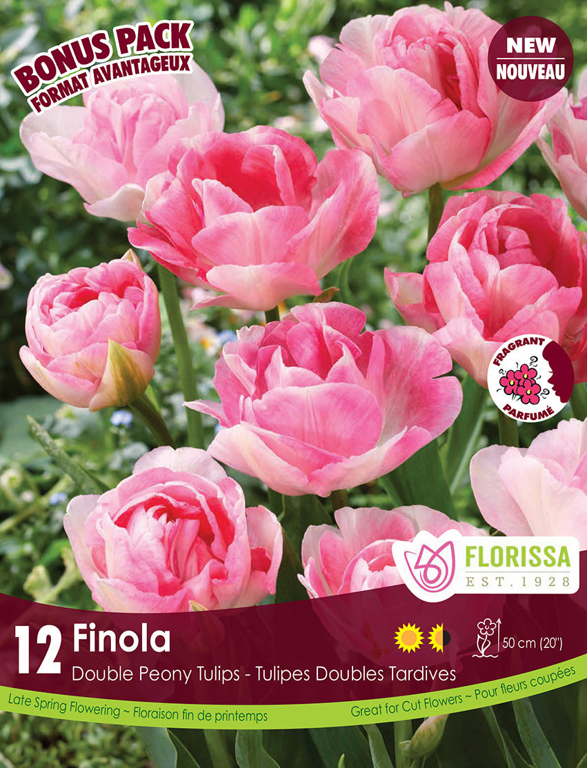 Tulips - Finola, BONUS 12 Pack