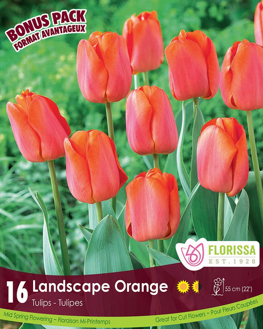 Tulip - Landscape Orange, BONUS 16 Pack