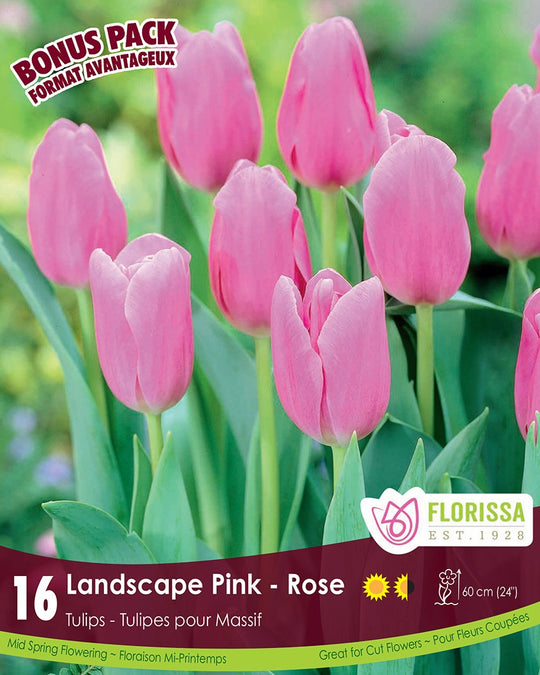 Tulip - Landscape Pink, BONUS 16 Pack