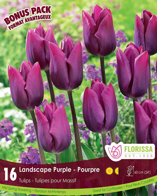 Tulip - Landscape Purple, BONUS 16 Pack