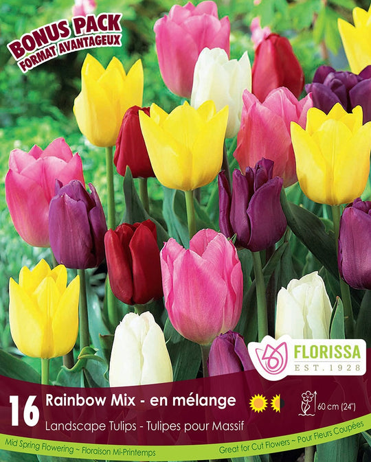 Tulip - Landscape Rainbow Mix, BONUS 16 Pack