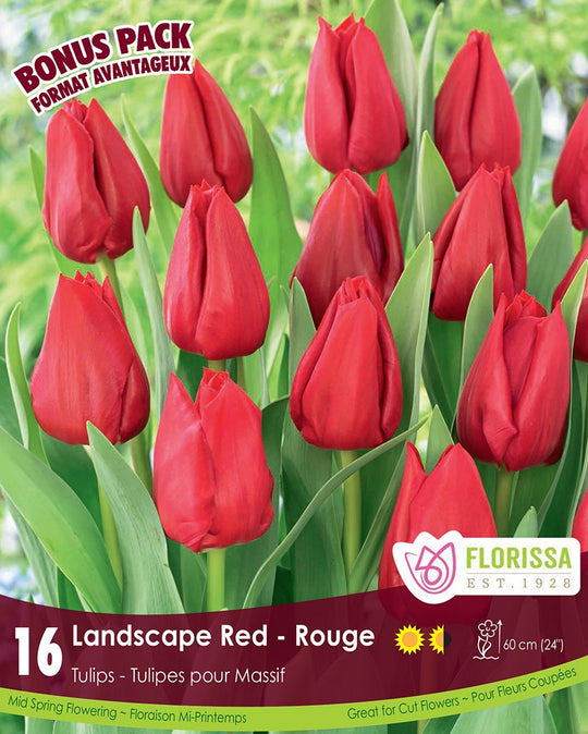 Tulip - Landscape Red, BONUS 16 Pack