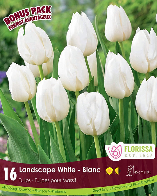 Tulip - Landscape White, BONUS 16 Pack