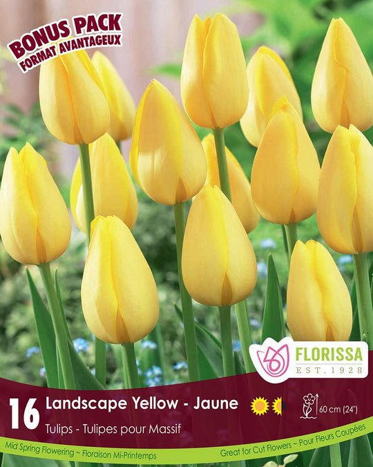 Tulip - Landscape Yellow, BONUS 16 Pack