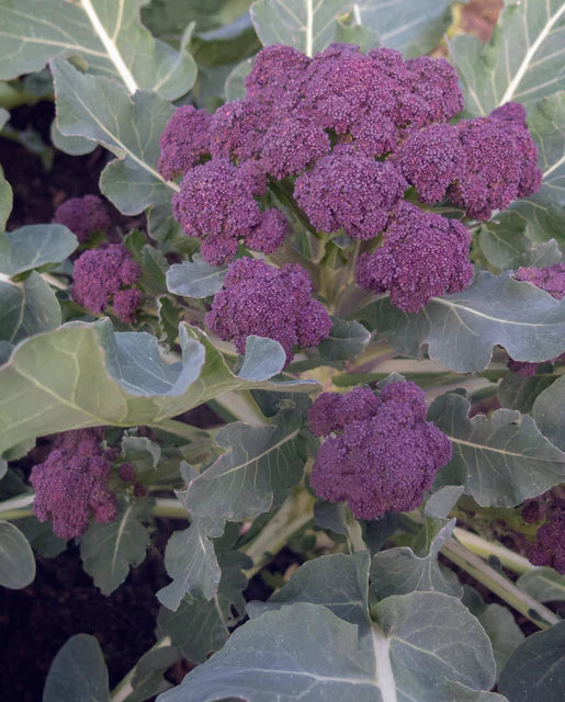 Broccoli Burgundy Sprouting - West Coast Seeds
