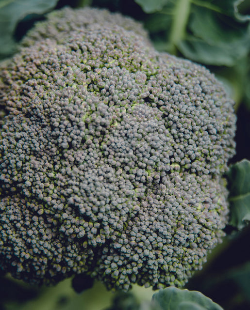 Organic Broccoli Belstar - West Coast Seeds