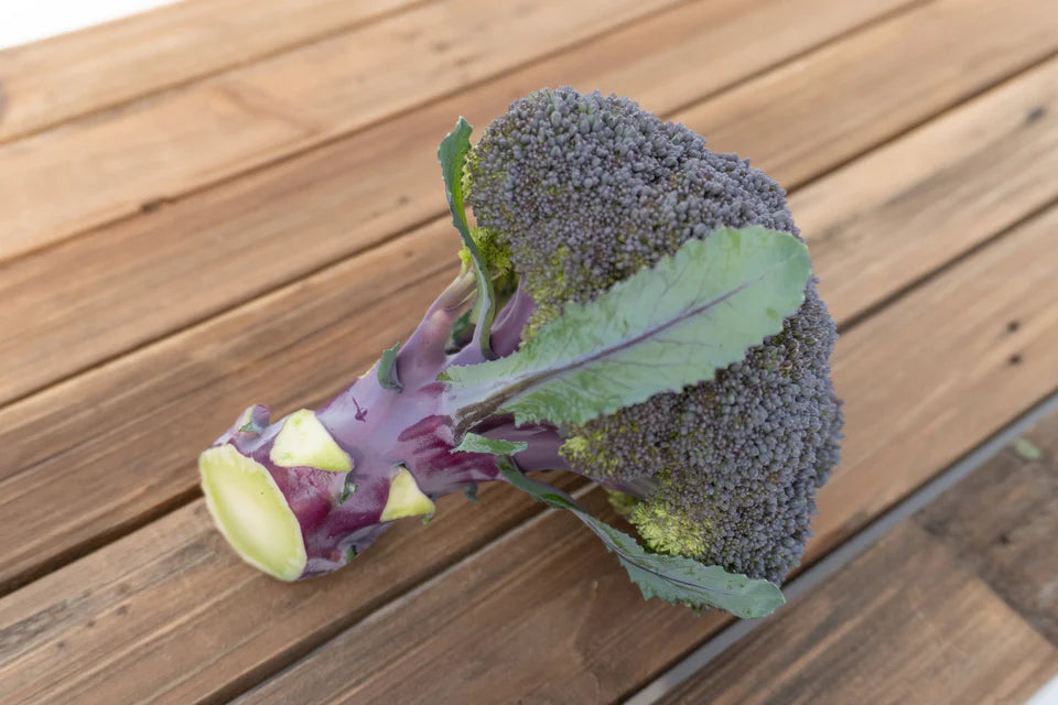 Broccoli  Purple Magic - West Coast Seeds
