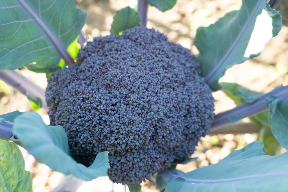 Broccoli  Purple Magic - West Coast Seeds