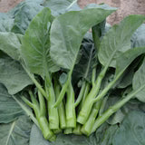 Broccoli Crown Jade - West Coast Seeds