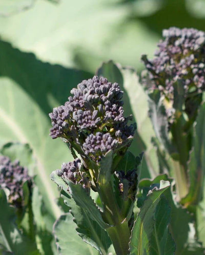 Broccoli Sprouting Summer Purple - West Coast Seeds