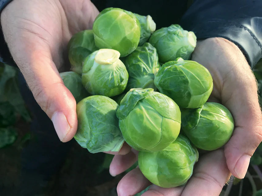 Brussels Sprouts Silvia - West Coast Seeds