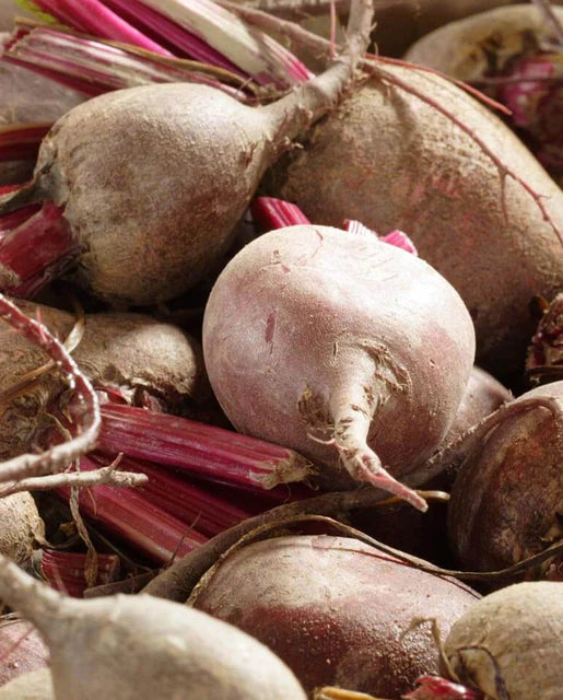 Detroit Dark Red Beet Medium Top - Burpee Organics