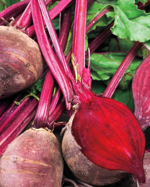 Detroit Dark Red Beet Medium Top - Burpee Organics