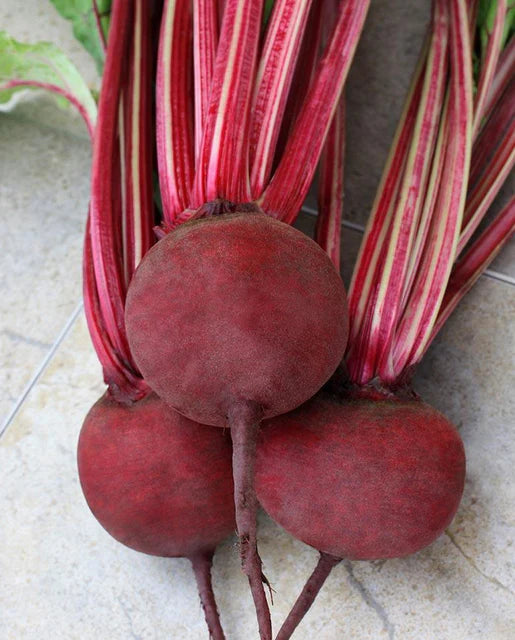 Detroit Dark Red Beet Medium Top - Burpee Organics