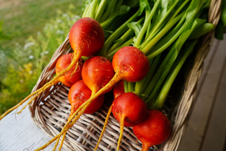 Beet Golden Boy - West Coast Seeds