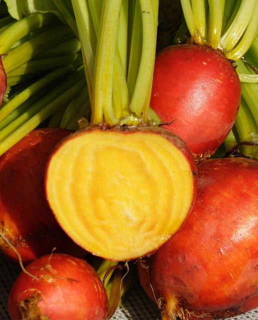 Organic Beet Touchstone Gold - West Coast Seeds