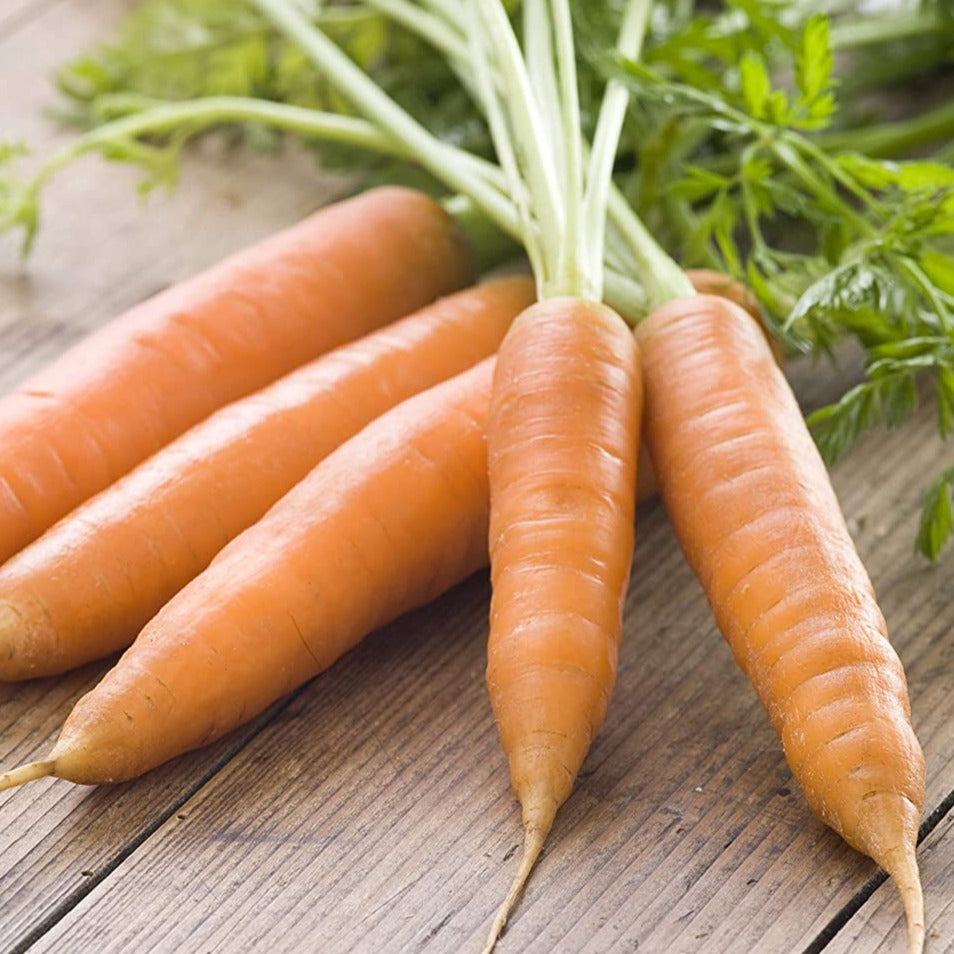 Carrot Baby Fingers - Pacific Northwest Seeds