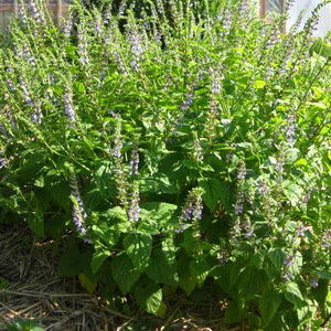 Baikal Scullcap Oriental Breeze - Eagleridge Seeds