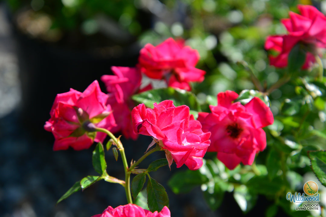 Be My Baby - Weeks Rose