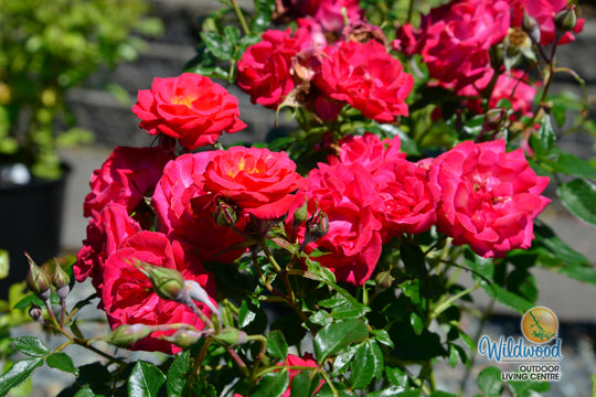 Be My Baby - Weeks Rose