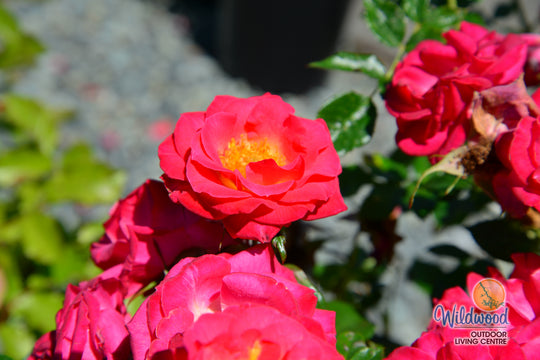 Be My Baby - Weeks Rose