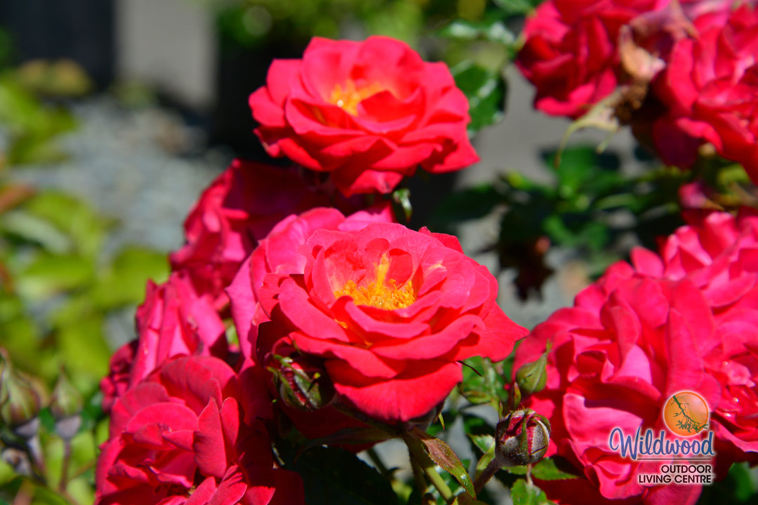 Be My Baby - Weeks Rose