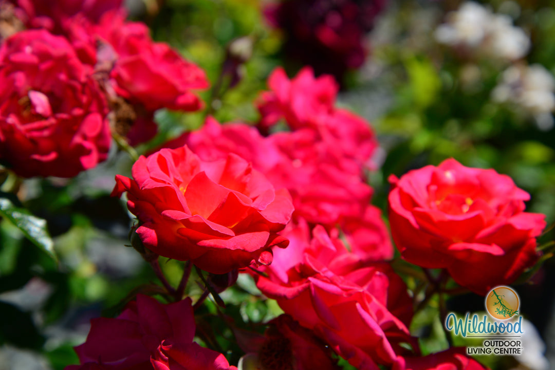 Be My Baby - Weeks Rose