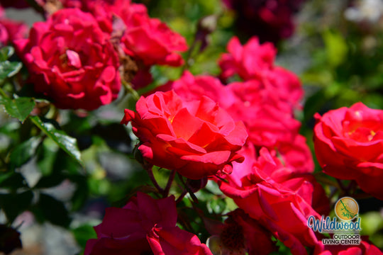 Be My Baby - Weeks Rose