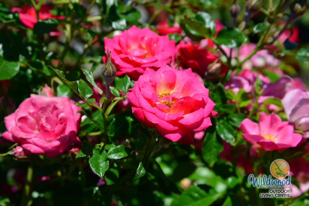 Be My Baby - Weeks Rose