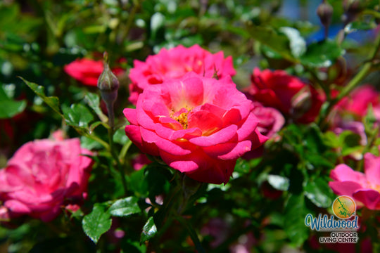 Be My Baby - Weeks Rose