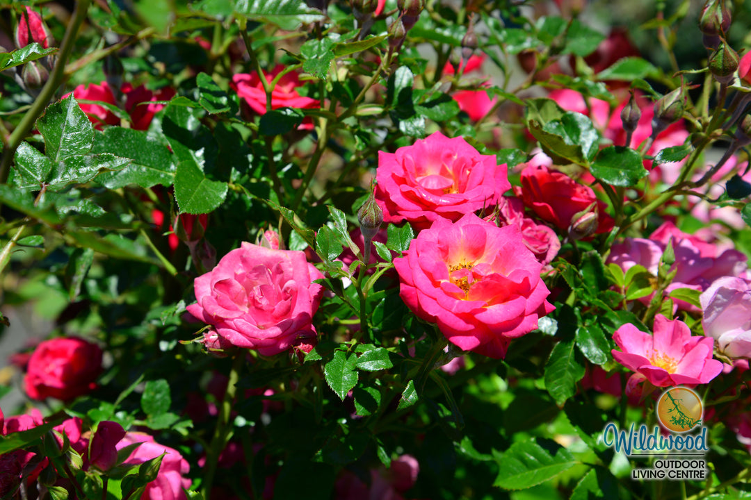 Be My Baby - Weeks Rose