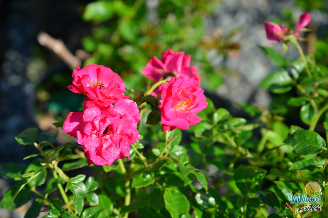 Be My Baby - Weeks Rose