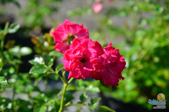 Be My Baby - Weeks Rose