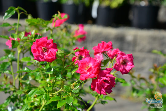 Be My Baby - Weeks Rose