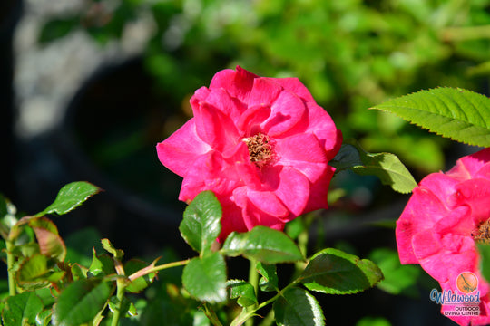 Be My Baby - Weeks Rose