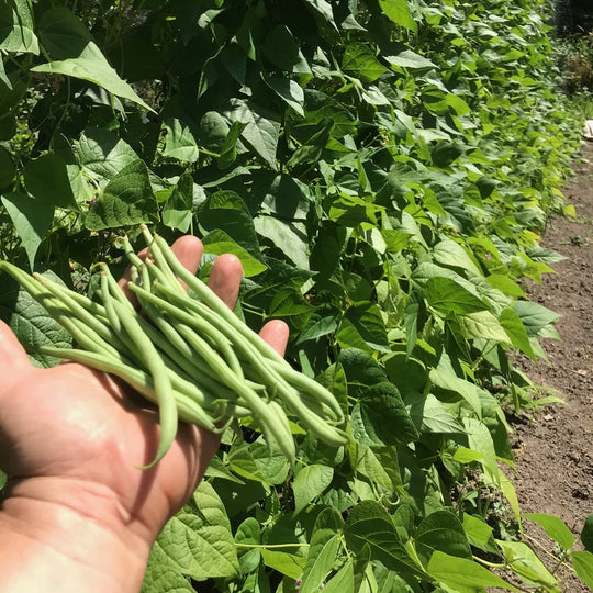 Bean Blue Lake Pole - Good Earth Farms