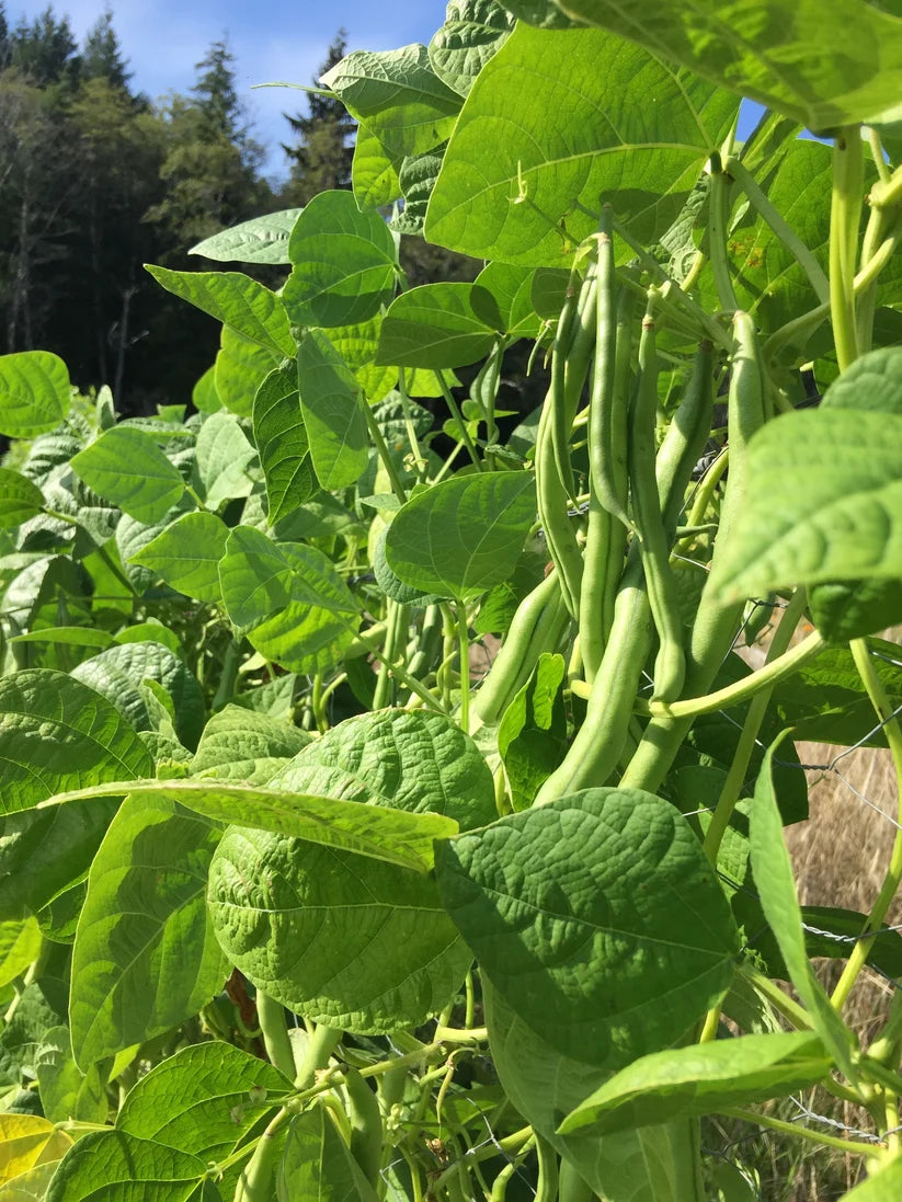 Bean Blue Lake Pole - Good Earth Farms