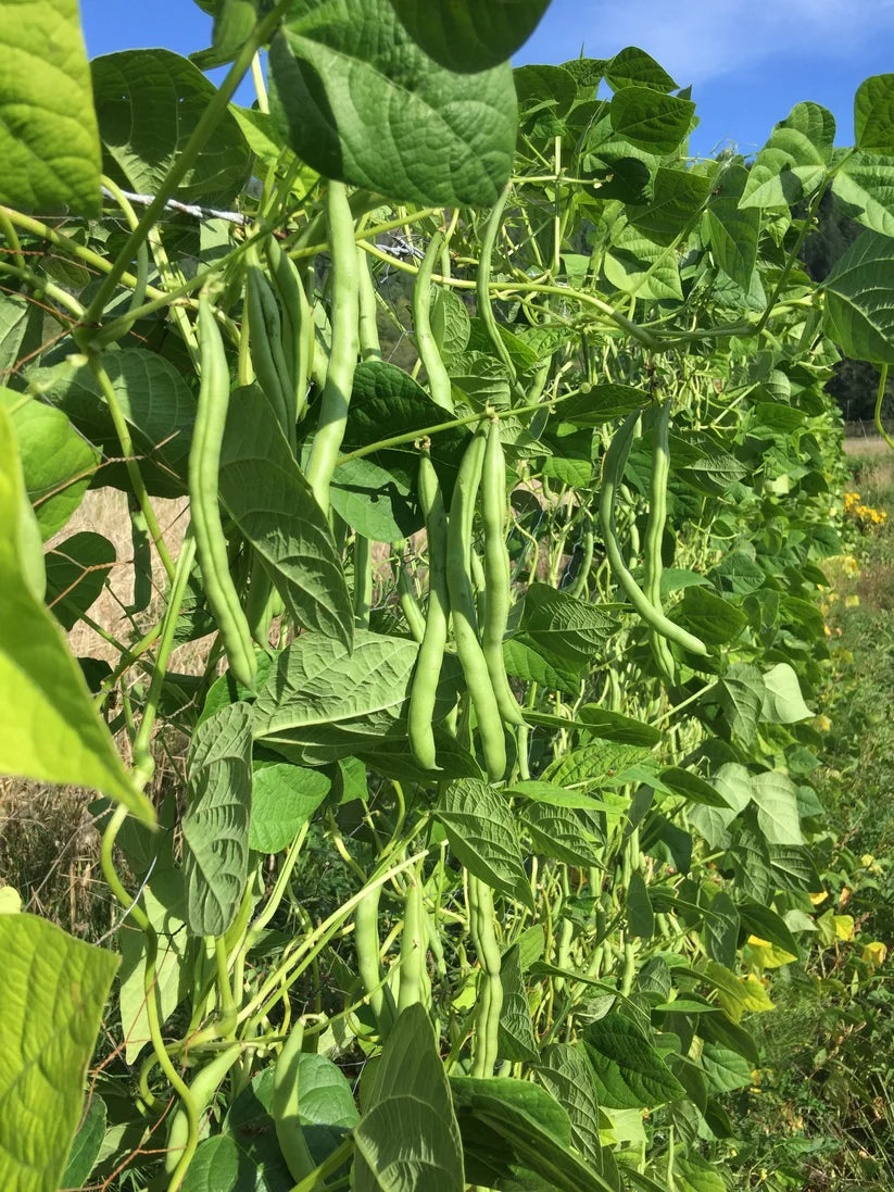 Bean Blue Lake Pole - Good Earth Farms