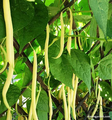 Organic Bean French Gold - Renee's Garden