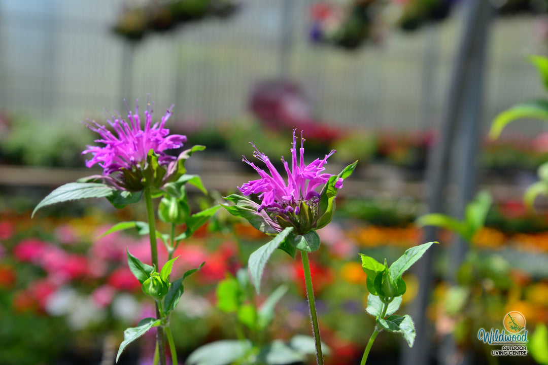 Monarda - Balmy Rose, 1 Pack