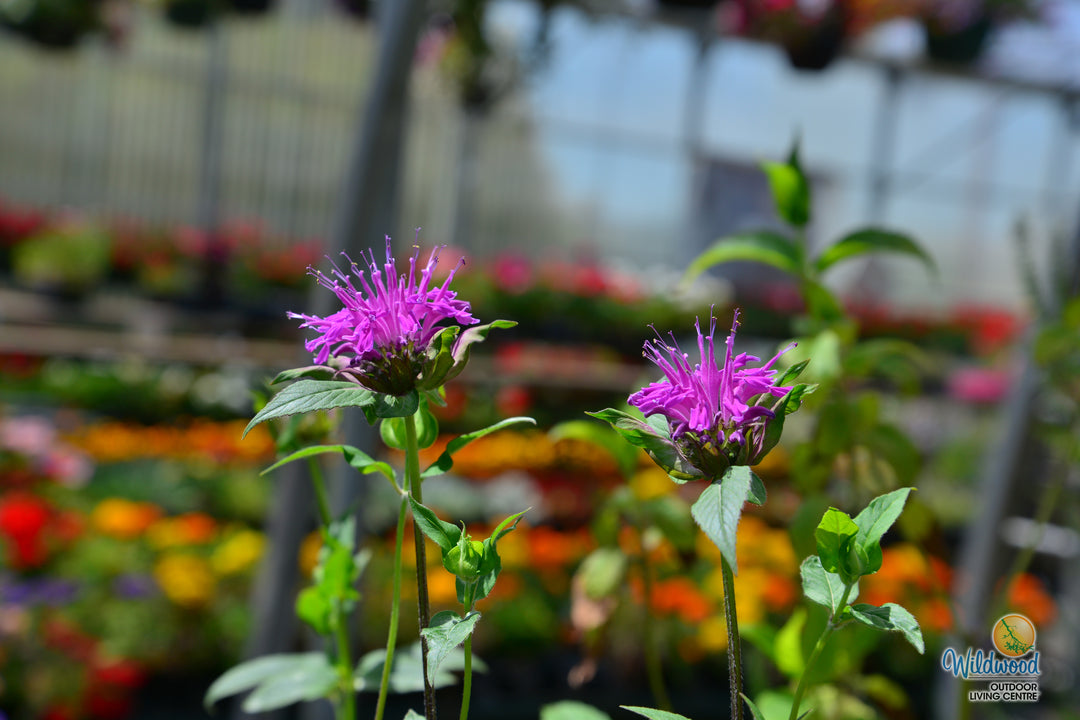 Monarda - Balmy Rose, 1 Pack