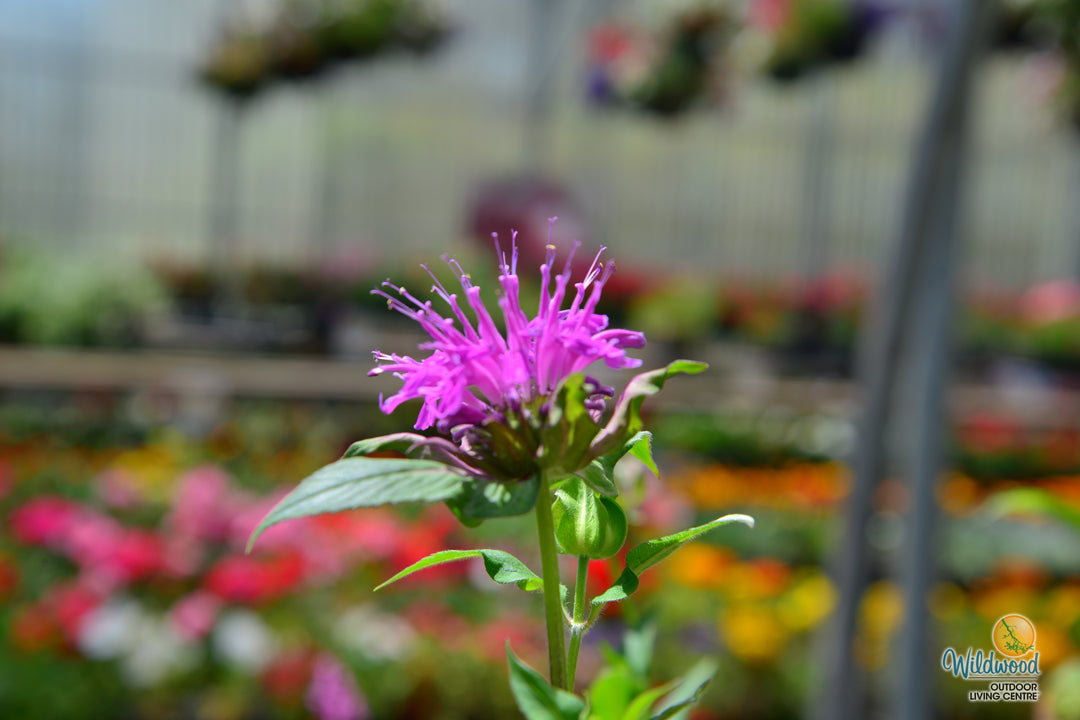 Monarda - Balmy Rose, 1 Pack