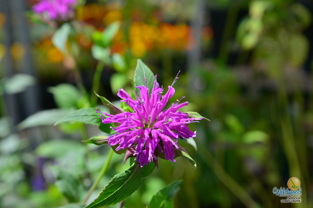 Monarda - Balmy Rose, 1 Pack