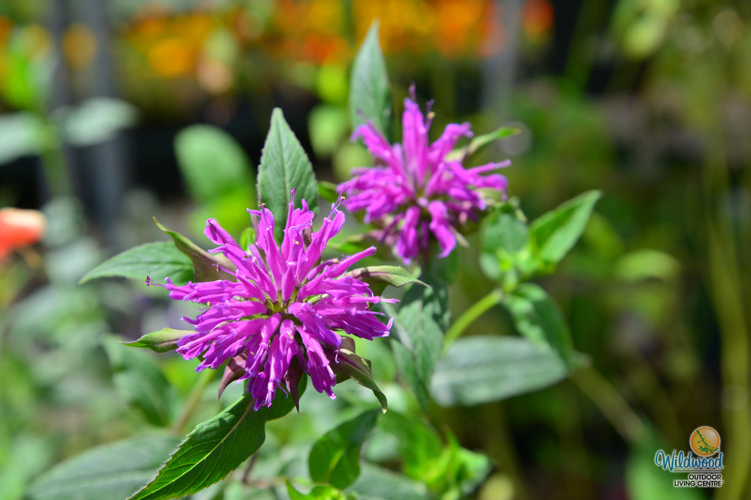 Monarda - Balmy Rose, 1 Pack